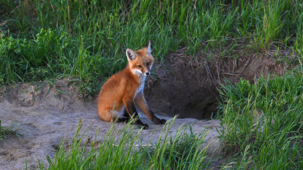 Alberta red fox, fox, foxes, Christy Turner