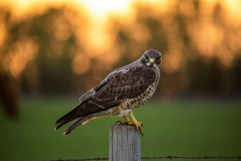 Swainson's Hawks, Alberta hawks, Alberta birds, birds, Swainson Hawk, Christy Turner,