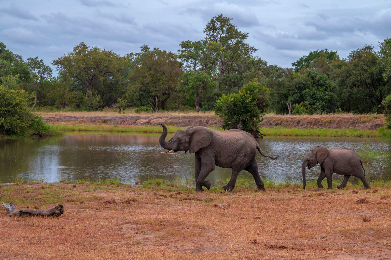 Kruger reserve; elephants; safari; Calgary safari photographer; Calgary wildlife photographer; Christy Turner; elephant